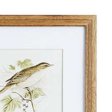 Load image into Gallery viewer, PERCHING BIRD STUDY PETITE, SET OF 4
