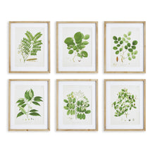 Load image into Gallery viewer, TREE LEAF STUDY, SET OF 6
