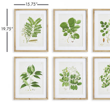 Load image into Gallery viewer, TREE LEAF STUDY, SET OF 6