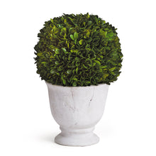 Load image into Gallery viewer, BOXWOOD BALL TOPIARY IN POT LARGE
