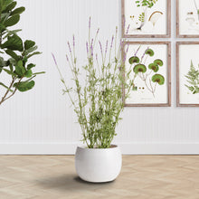 Load image into Gallery viewer, KAYLA POT SMALL