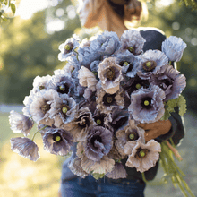 Load image into Gallery viewer, Amazing Grey Poppy – 25 Seeds
