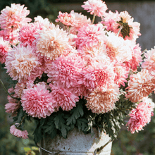 Load image into Gallery viewer, Apricot Paeony Duchess Aster – 50 Seeds