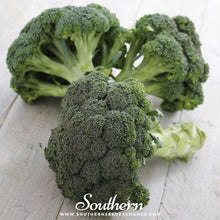 Load image into Gallery viewer, Calabrese Green Broccoli – 100 Seeds
