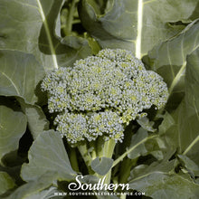 Load image into Gallery viewer, Di Cicco Broccoli – 200 Seeds