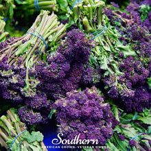 Load image into Gallery viewer, Purple Sprouting Broccoli – 100 Seeds