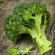 Load image into Gallery viewer, Waltham 29 Broccoli – 100 Seeds