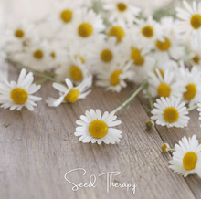 Load image into Gallery viewer, Roman Chamomile – 300 Seeds