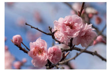 Load image into Gallery viewer, Fresh Cherry Blossom Branches