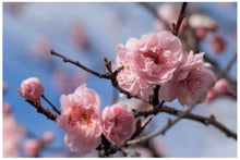 Load image into Gallery viewer, Curated Floristry Kit Subscription - Fresh Flower Subscription