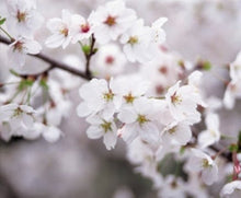 Load image into Gallery viewer, Fresh Cherry Blossom Branches