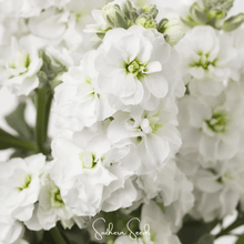 Load image into Gallery viewer, White Goddess Column Stock – 50 Seeds