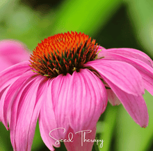 Load image into Gallery viewer, Purple Coneflower (Echinacea) – 100 Seeds