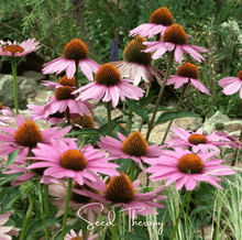 Load image into Gallery viewer, Purple Coneflower (Echinacea) – 100 Seeds