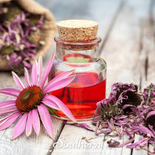 Load image into Gallery viewer, Purple Coneflower (Echinacea) – 100 Seeds