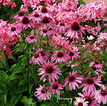 Load image into Gallery viewer, Purple Coneflower (Echinacea) – 100 Seeds