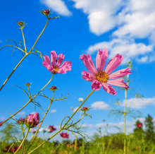 Load image into Gallery viewer, Sea Shells Cosmos – 100 Seeds