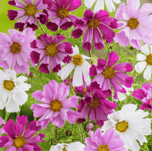 Load image into Gallery viewer, Sea Shells Cosmos – 100 Seeds
