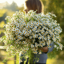 Load image into Gallery viewer, Feverfew – 100 Seeds