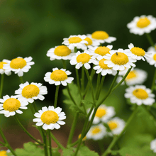 Load image into Gallery viewer, Feverfew – 100 Seeds