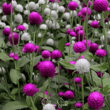 Load image into Gallery viewer, Globosa Mix Gomphrena – 50 Seeds