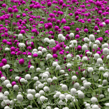 Load image into Gallery viewer, Globosa Mix Gomphrena – 50 Seeds