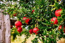 Load image into Gallery viewer, 25 Pomegranate Seeds (Punica granatum) - Sweet Tropical Edible Fruit Shrub/Tree, Grow Your Own Fresh Pomegranates, Fast Growing, Healthy