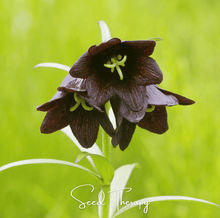 Load image into Gallery viewer, Chocolate Lily – 10 Seeds