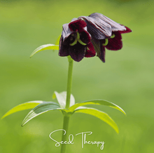 Load image into Gallery viewer, Chocolate Lily – 10 Seeds