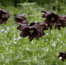 Load image into Gallery viewer, Chocolate Lily – 10 Seeds