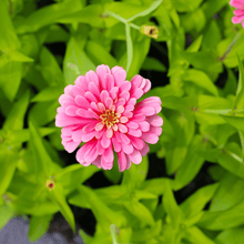 Load image into Gallery viewer, Luminosa Zinnia – 100 Seeds
