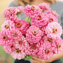 Load image into Gallery viewer, Luminosa Zinnia – 100 Seeds