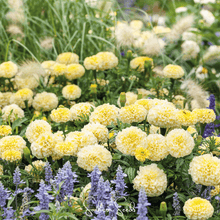 Load image into Gallery viewer, Moonlight African Marigold – 50 Seeds