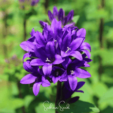 Load image into Gallery viewer, Pixie Patch Seed Collection – 10 Enchanted Varieties