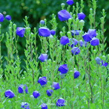 Load image into Gallery viewer, Pixie Patch Seed Collection – 10 Enchanted Varieties