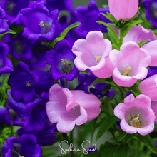 Load image into Gallery viewer, Pixie Patch Seed Collection – 10 Enchanted Varieties