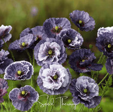 Load image into Gallery viewer, Amazing Grey Poppy – 25 Seeds
