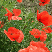 Load image into Gallery viewer, American Legion Poppy – 100 Seeds