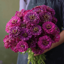 Load image into Gallery viewer, Purple Prince Zinnia – 100 Seeds