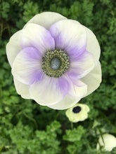 Load image into Gallery viewer, Anemone Corms-Pastel