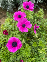 Load image into Gallery viewer, Anemone Corms-Pink