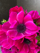Load image into Gallery viewer, Anemone Corms-Pink