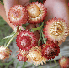 Load image into Gallery viewer, Apricot Peach Strawflower – 25 Seeds