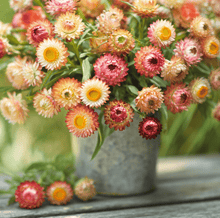 Load image into Gallery viewer, Apricot Peach Strawflower – 25 Seeds