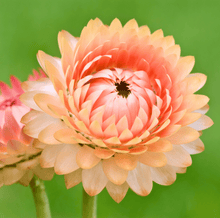 Load image into Gallery viewer, Apricot Peach Strawflower – 25 Seeds