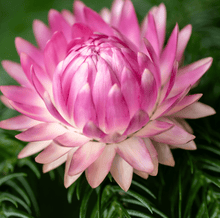 Load image into Gallery viewer, Silver Rose Strawflower – 25 Seeds