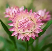 Load image into Gallery viewer, Silver Rose Strawflower – 25 Seeds