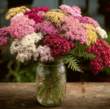 Load image into Gallery viewer, Summer Berries Yarrow Mix – 50 Seeds