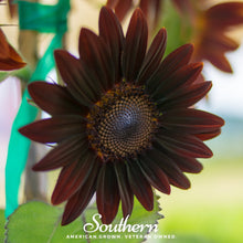 Load image into Gallery viewer, Chocolate Sunflower – 25 Seeds