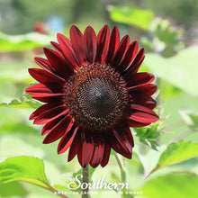 Load image into Gallery viewer, Chocolate Sunflower – 25 Seeds